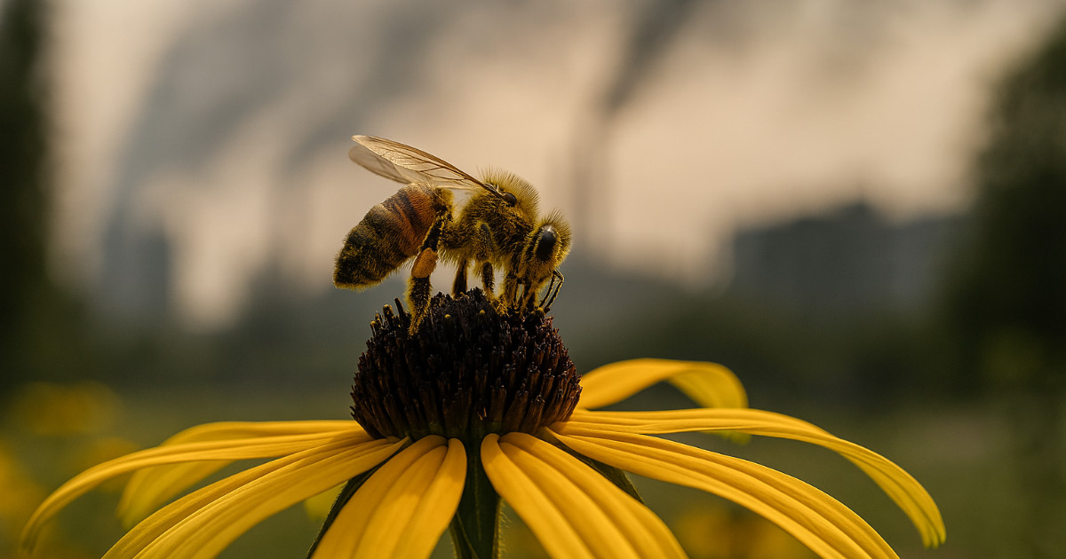 Szennyezett levegő, csökkenő méz: A méhek és a biodiverzitás kapcsolata